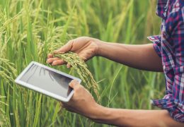 a-importancia-da-assistencia-de-um-tecnico-agricola